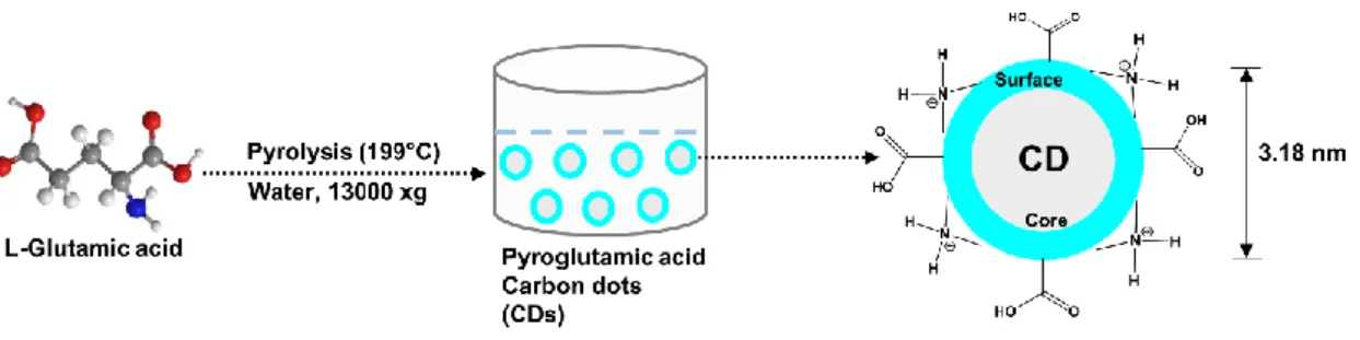 Scheme 2.1. Illustration of the synthesis of CDs from L-glutamic acid. 