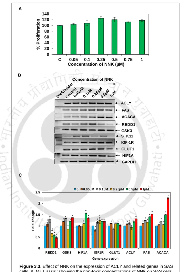 Figure 3.3. Effect of NNK on the expression of ACLY and related genes in SAS  cells. A