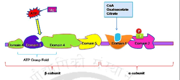 Figure 1.5. Structure of ATP Citrate lyase (1101 amino acid residue), showing 5 different  domains with the binding side of different proteins, Khwairakpam et.al, 2015