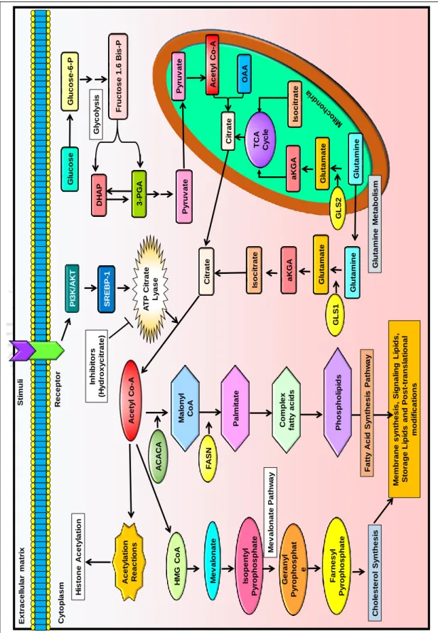 Figure 1.6. Role of ACLY in different molecular signaling pathways, Khwairakpam  et al., 2019 