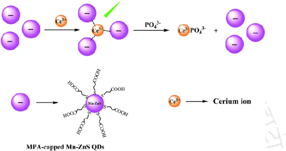 Fig 1.9 Illustrative representation of phosphate sensing using Mn-ZnS-Qdots/Ce 3+  nanohybrids