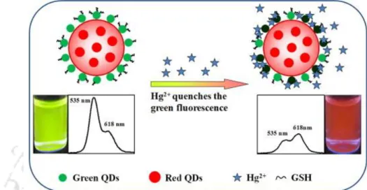 Fig 1.11 Schematic representation of dual emitting Qdot-based nanoprobe for the visual detection  of  Hg 2+ 