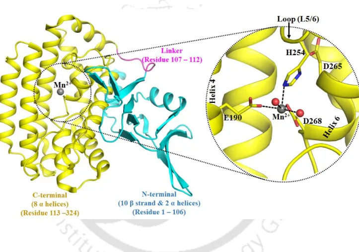 Figure 5.1. 3D architecture of Cas1 protein. Cartoon representation of Cas1 protein (PDB:3GOD)  (N-terminal:  cyan,  linker:  magenta,  C-terminal:  yellow,  divalent  ion  (Mn +2 ):  grey  sphere)