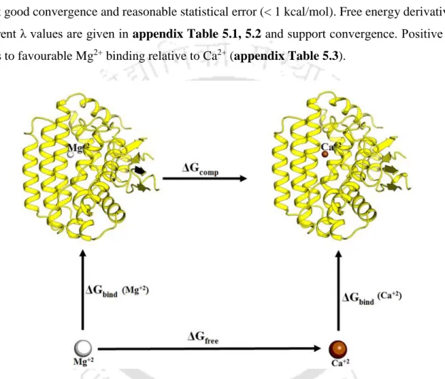 Figure 5.2. Thermodynamic cycle for Mg 2+  vs Ca 2+  ion binding to the divalent ion binding sites  of Cas1 protein
