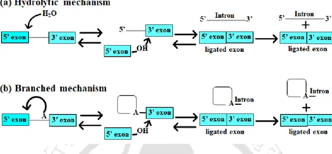 Figure 1.2. Splicing mechanism of group II intron. (a) Hydrolytic splicing pathway. The 5’ splice  site is attacked by the water molecule as the nucleophile in the first step of splicing, forming a free  5’ exon