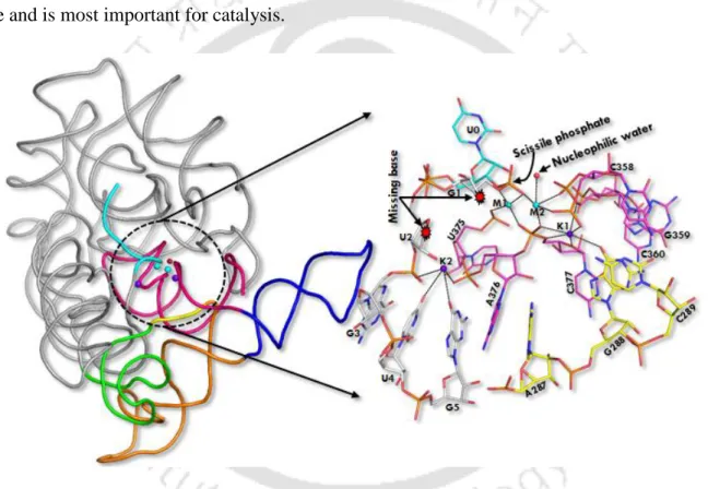 Figure  1.3.  3D  architecture  of  group  II  intron.  Cartoon  representation  of  pre-hydrolytic  state  (PDB:  4FAQ):  D1  (grey),  D2  (green),  D3  (orange),  D4  (blue),  D5  (pink),  J2/3  (yellow),  5’ 