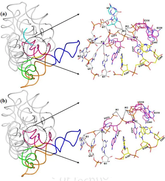 Figure 1.4. 3D architecture of group II intron (a) Cartoon representation of post-hydrolytic state  (PDB: 4FAR): D1 (grey), D2 (green), D3 (orange), D4 (blue), D5 (pink), J2/3 (yellow), 5’ exon  (cyan),  monovalent  metal  ions  K1,  K2  (purple  sphere)  
