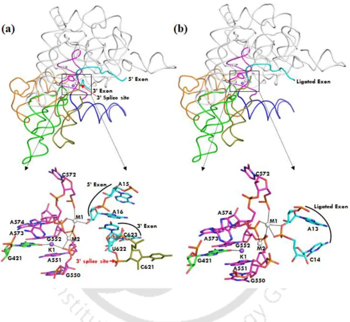 Figure 1.5. Group II intron 3D architecture (a) Pre-hydrolytic state (2s) as seen in a cartoon (PDB: 