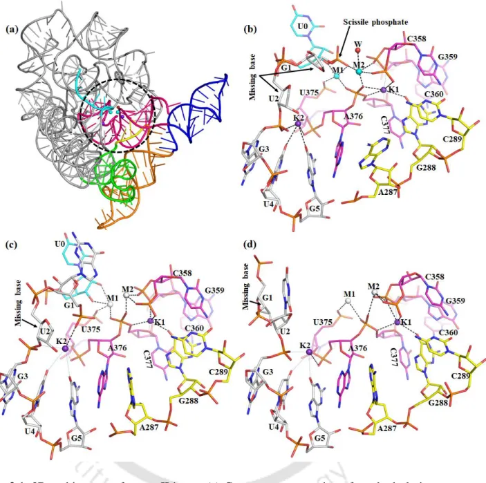 Figure 2.1. 3D architecture of group II intron (a) Cartoon representation of pre-hydrolytic state  (PDB 4FAQ): D1 (grey), D2 (green), D3 (orange), D4 (blue), D5 (pink), J2/3 (yellow), 5’ exon  (cyan),  monovalent  metal  ions  K1,  K2  (purple  sphere)  an