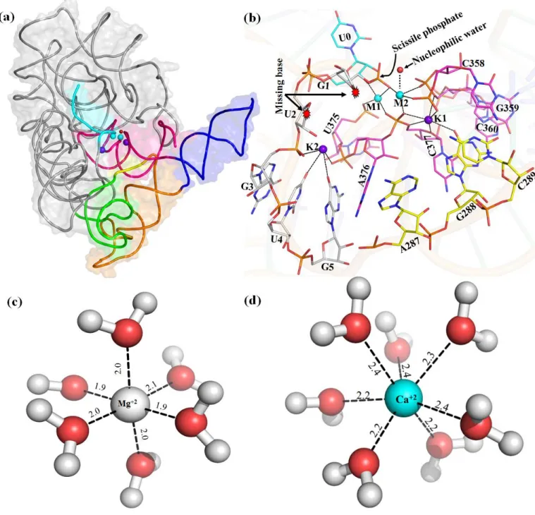 Figure 3.1. (a) Pre-hydrolytic state (PDB 4FAQ) of the construct of group II intron (D1-D5) in  the cartoon