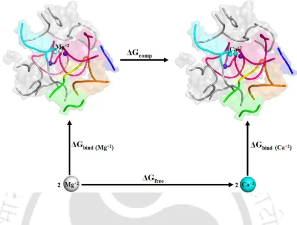 Figure 3.2. Thermodynamic cycle for Mg 2+  vs Ca 2+  ion binding to the divalent ion binding sites  M1,  M2  of  group  II  intron  active  sites