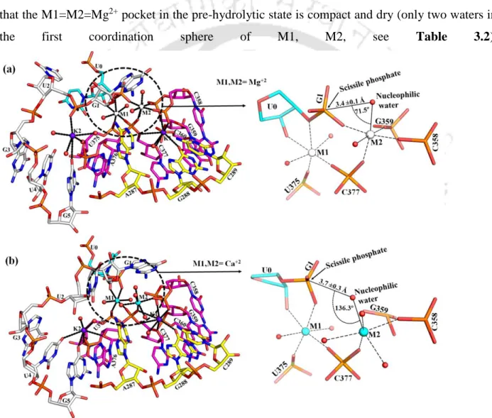 Figure 3.4. MD structures of Pre-hydrolytic intron active site and waters around the divalent  ions (M1, M2)