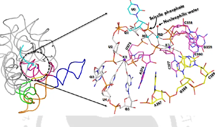 Figure  1.  The  architecture  of  group  II  intron.  Cartoon  representation  of  pre-hydrolytic  state  (PDB:  4FAQ):  Different  colour  represents  different  domains