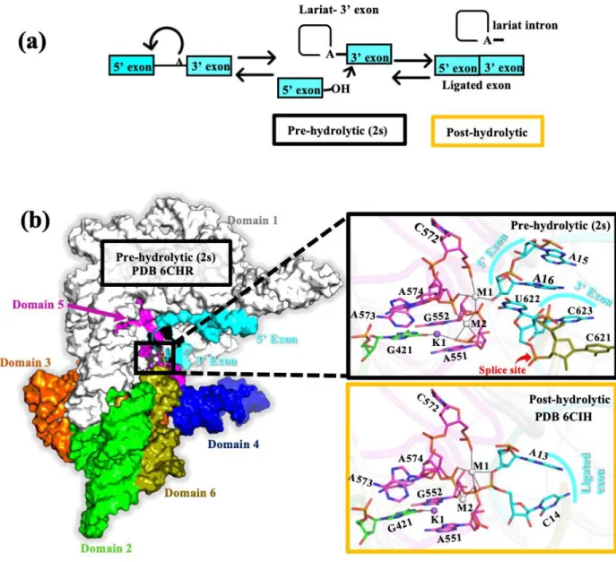 Figure  4.1. (a) Scheme  of splicing  pathway in the lariat  group  II  intron. (b) X-ray  structure of  lariat-3’  exon  with  the  5’-exon  in  the  pre-hydrolytic  state  (2s)  (PDB  6CHR)  shown  in  surface  representation