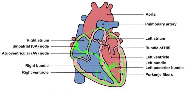 Figure 1.1: Electrical conduction system of the heart. The figure illustrates the sequential activation of different electrical nodes and muscle fibers of the normal electrical conduction system pathway.