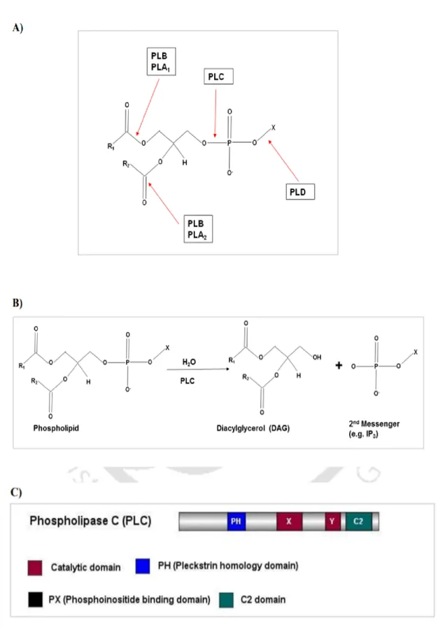 Investigating The Functions Of Phospholipase C-1, Ca2+/H+ Exchanger ...