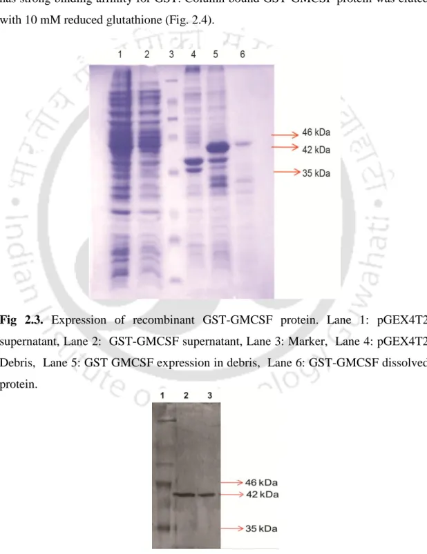 Fig  2.3.  Expression  of  recombinant  GST-GMCSF  protein.  Lane  1:  pGEX4T2  supernatant, Lane 2:  GST-GMCSF supernatant, Lane 3: Marker,  Lane 4: pGEX4T2  Debris,  Lane 5: GST GMCSF expression in debris,  Lane 6: GST-GMCSF dissolved  protein