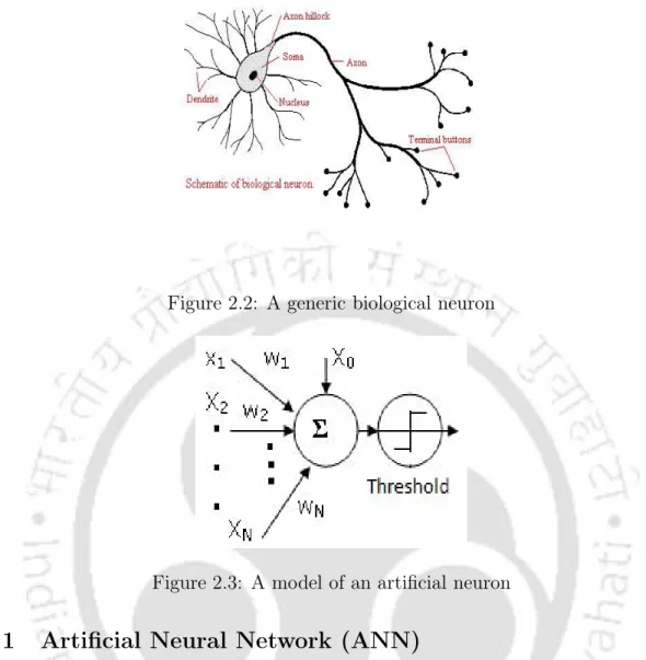 Figure 2.2: A generic biological neuron