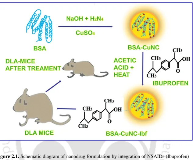 Figure 2.1. Schematic diagram of nanodrug formulation by integration of NSAIDs (Ibuprofen)  with Cu NCs and their application in animal model for cancer therapy.