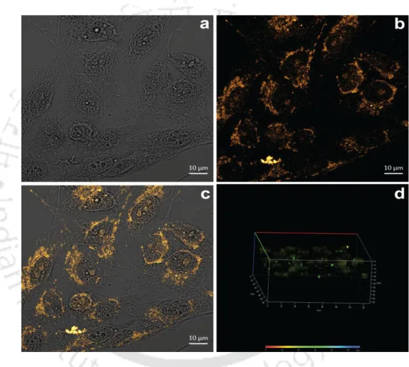 Figure 2.5. (a) Bright field confocal images of HeLa cell treated with BSA-CuNC-Ibf for 4 h