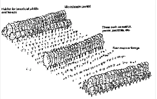 Fig.9. Illustration of an alley cropping system (Source: USDA, 1996). 