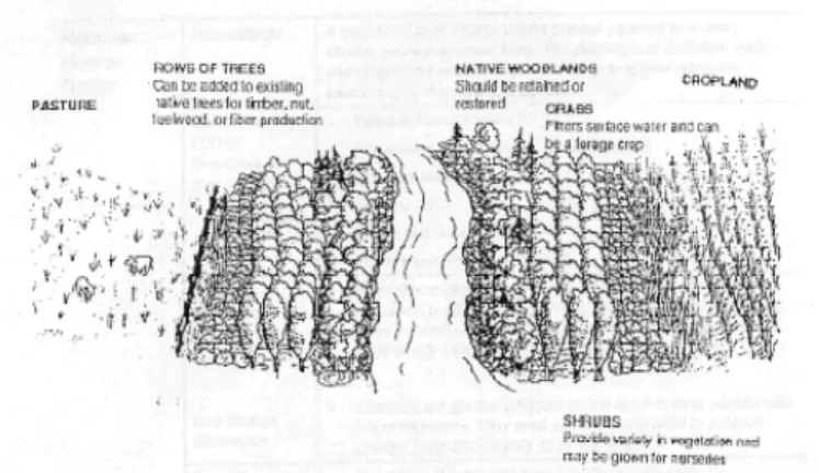                       Fig. 11: Illustration of riparian buffer strip (Source: USDA, 1996)  An assortment of trees, shrubs and grasses has b