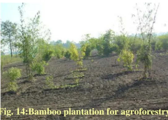 Fig. 14:Bamboo plantation for agroforestry 