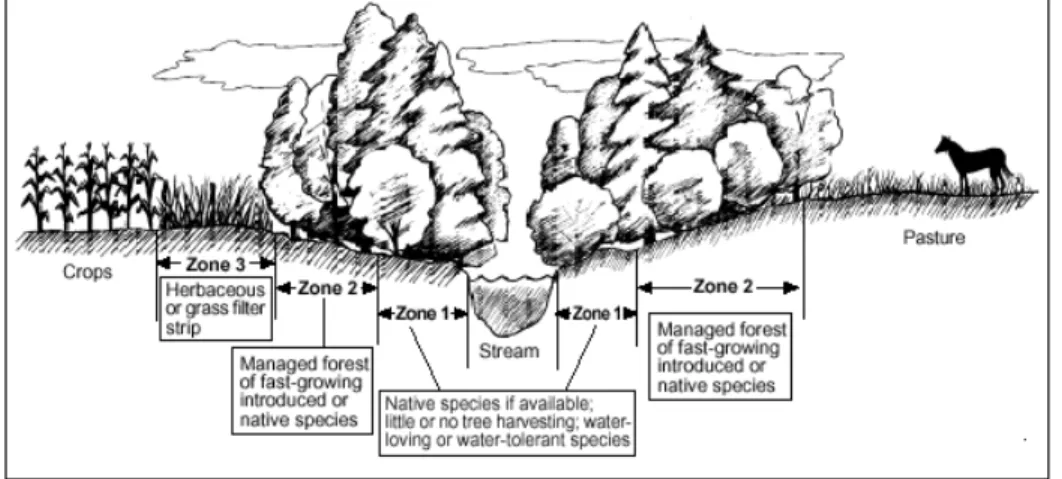 Fig. 13: Illustration of multi-species riparian buffer strip    Tree-Crop Interactions 