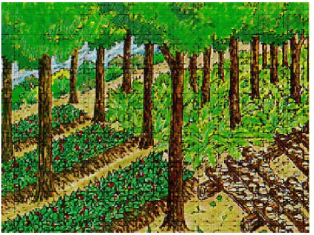          Fig. 15: Illustration of forest farming               (Source: National Agroforestry Center, 2000)