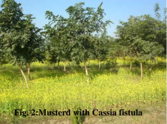 Fig. 2:Musterd with Cassia fistula 