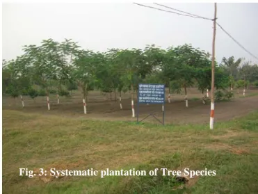 Fig. 3: Systematic plantation of Tree Species  