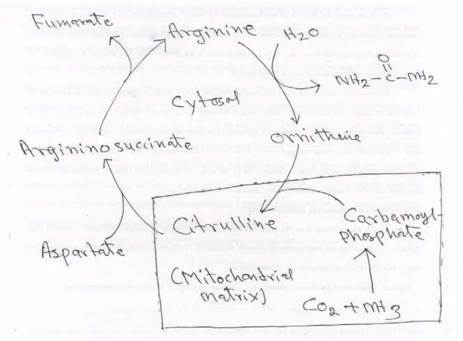 Fig. 4: Urea cycle 