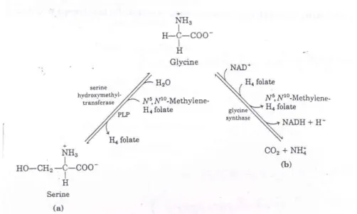 Fig. 7: Metabolic fate of glycine (a) conversion to serine; (b) breakdown to CO 2  and  NH 3