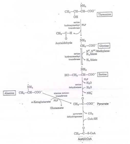 Fig. 6: Catabolic pathways for alanine, glycine, serine and threonine 