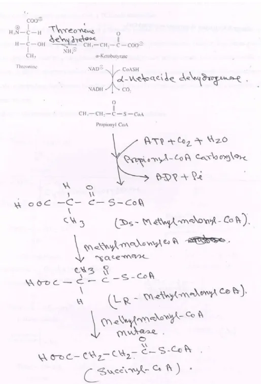 Fig. 8: Conversion of threonine to succinyl-CoA 