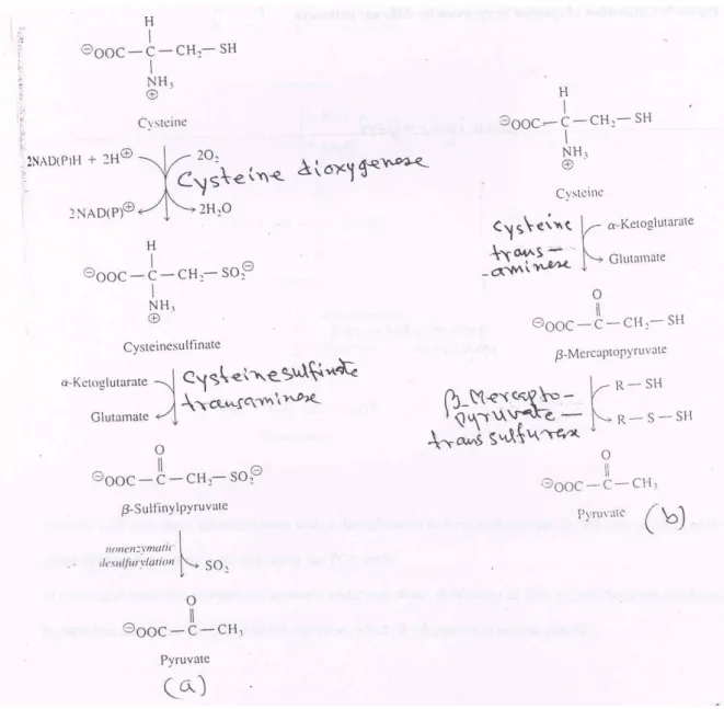 Fig. 9: Catabolism of cysteine to pyruvate by different pathways 
