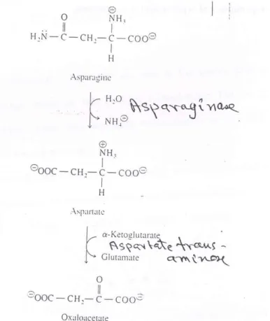 Fig. 10: Conversion of asparagine and aspartic acid to oxaloacetate 