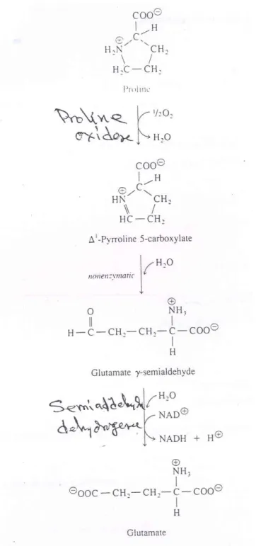 Fig. 13: Conversion of proline to glutamate 