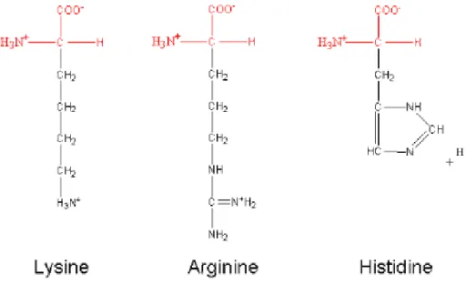Fig. 8: Amino Acids with Positively Charged R Groups 