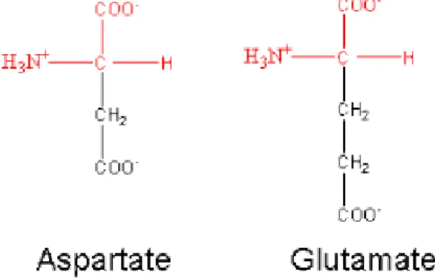 Fig. 9: Amino Acids with Negatively Charged R Groups 
