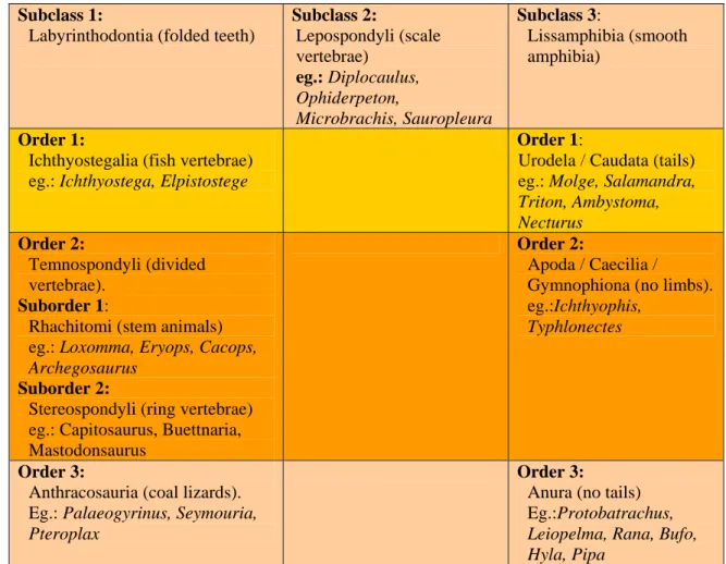 Table 1: Classification of amphibia  Subclass 1:  