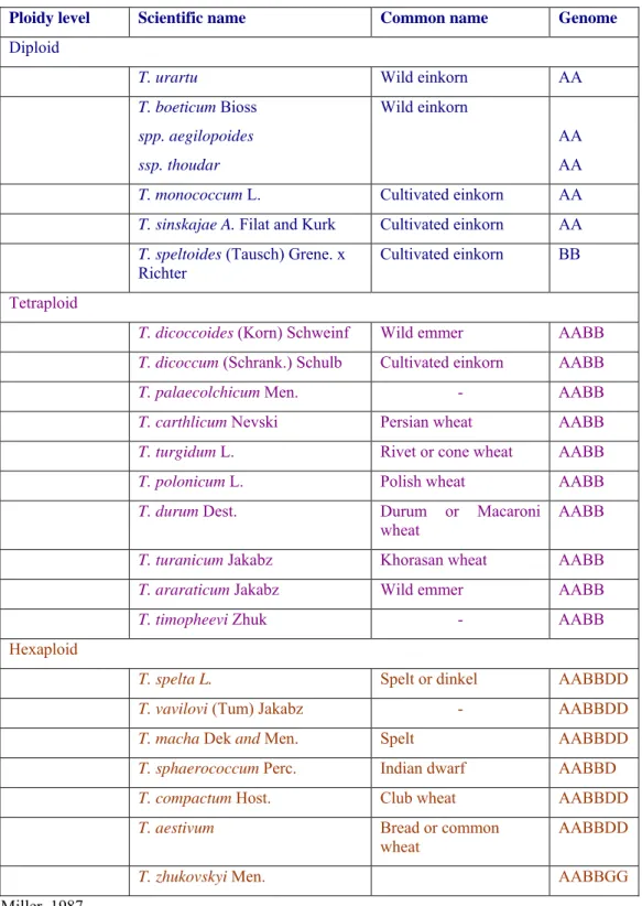 Table 3:  Ploidy levels and Genomes of different species of the genus Triticum 