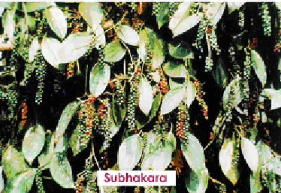 Fig. 2:  Subhakara a high yielding high quality selection from cv. Karimunda    