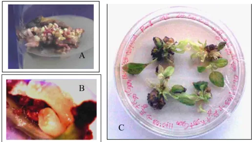 Fig 5 Development of transgenics in Black pepper A. Plant regeneration from leaf tissues,   B