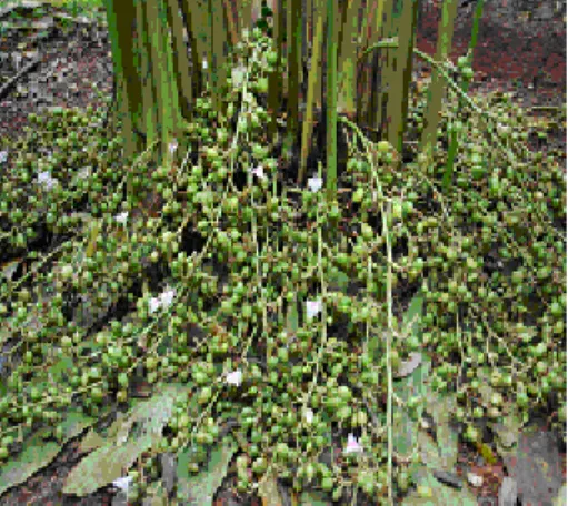 Fig 6. A cardamom clump in bloom and fruit set 