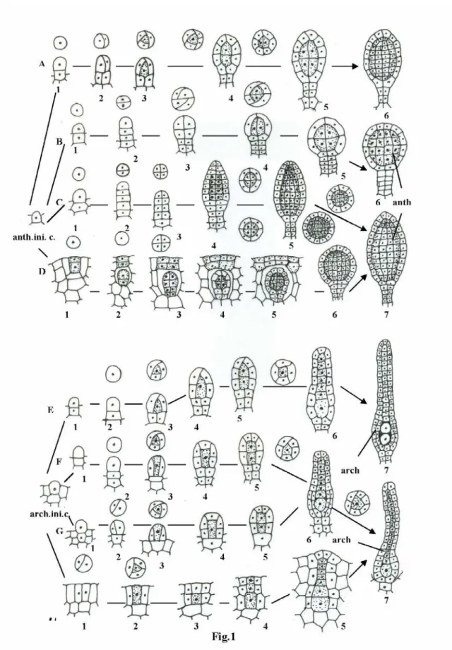 Fig. 1. Development of sex organs (schematic representation); A-D, Antheridial development; A:1-6