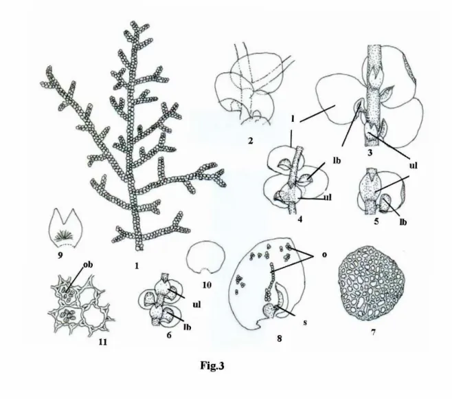 Fig. 3. Frullania 1. A plant showing pinnate branching and incubous arrangement of the leaves (dorsal view), 2