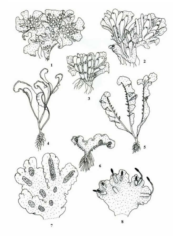 Fig. 7. Sphaerocarpous 1-3,  Riella  4-6,  Monoclea 7,8 