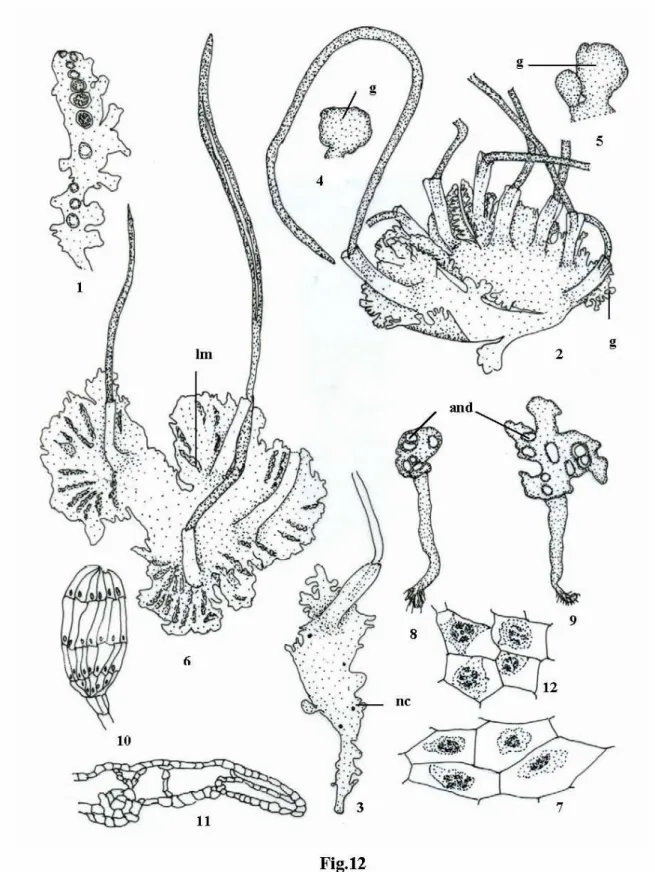 Fig. 12. Anthoceros 
