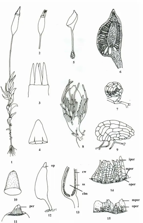 Fig. 23. Tetraphis 1-4, Baxbaumia 5 –15.: 1. A plant with sporophyte, 2. Capsule with 4 peristome teeth, 3